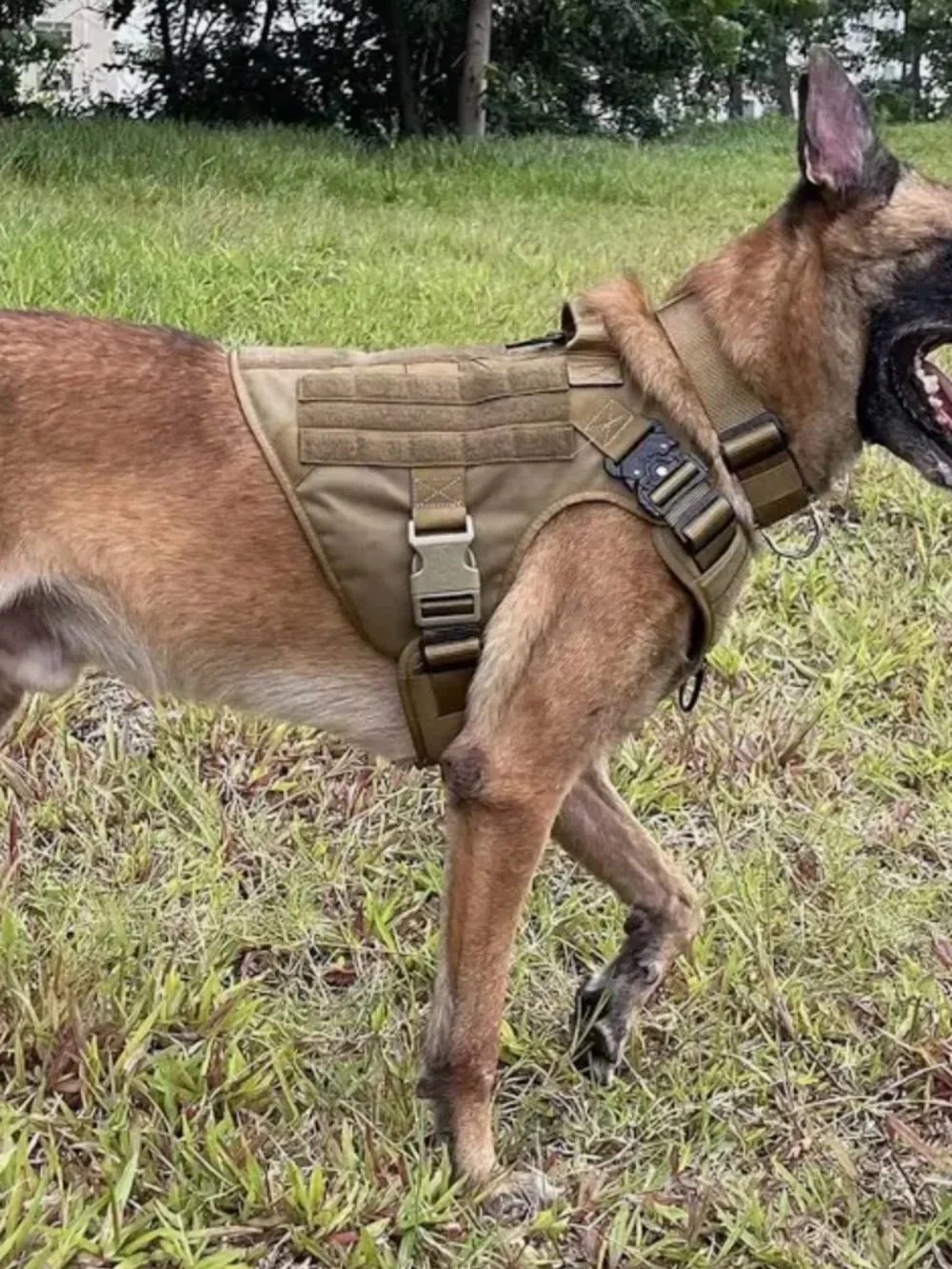 ICEFANG Tactical dog harness L